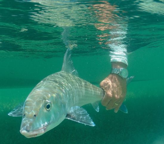 Bonefish numbers down in US census